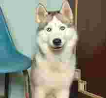 Image of Taai Bhai Dog Boarding and Kennel service in Delhi, Delhi, India
