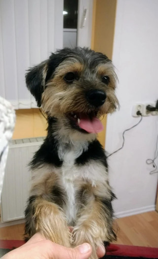 Image of Perromundo Hundefriseur Yvonne ️ service in Leipzig, Sachsen, Germany