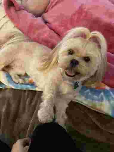 Image of Agape Dog Care service in Round Lake Park, Illinois, United States