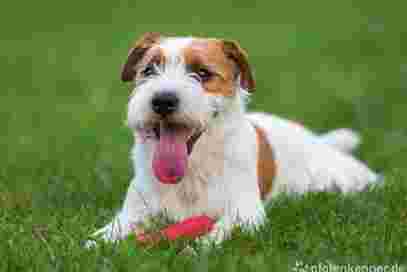 Image of Wunderfell der Hundesalon service in Frankfurt am Main, Hessen, Germany