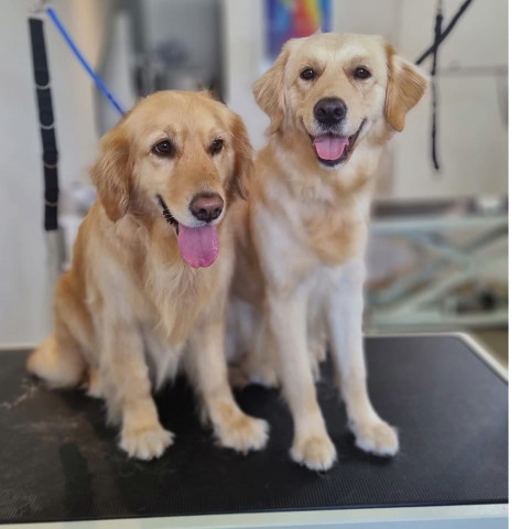 Image of The Pet Spa - Mobile Dog Grooming Service service in Auckland, Auckland, New Zealand