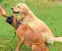 Image of Kovu Premier Pets service in Liverpool, England, United Kingdom