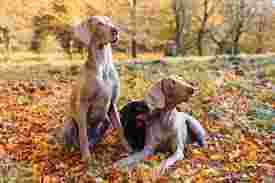 Image of Kaszubsko - Pomorska Izba Lekarsko - Weterynaryjna service in Gdansk, Pomorskie, Poland