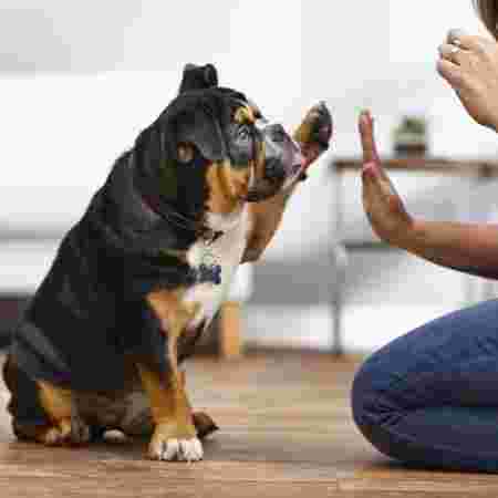 Image of Petco - Tallahassee service in Tallahassee, Florida, United States Image of Petco - Tallahassee service in Tallahassee, Florida, United States