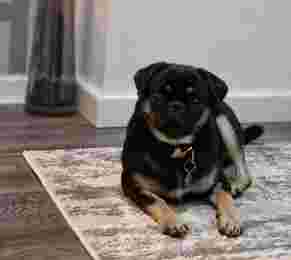 Image of Vets for Pets - Alsager service in Alsager, England, United Kingdom