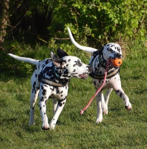 Image of Dog Paw service in Morley, England, United Kingdom