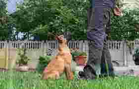 Image of Dog Training Magdalena Laga service in Krakow, Malopolskie, Poland