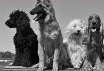 Image of Simply Debonair Dogs | Dog Grooming Wirral service in Bebington, England, United Kingdom