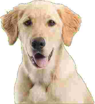 Image of Bob Clarks Dog Training & Doggie Day Care service in Worcester County, Massachusetts, United States Image of Bob Clarks Dog Training & Doggie Day Care service in Worcester County, Massachusetts, United States