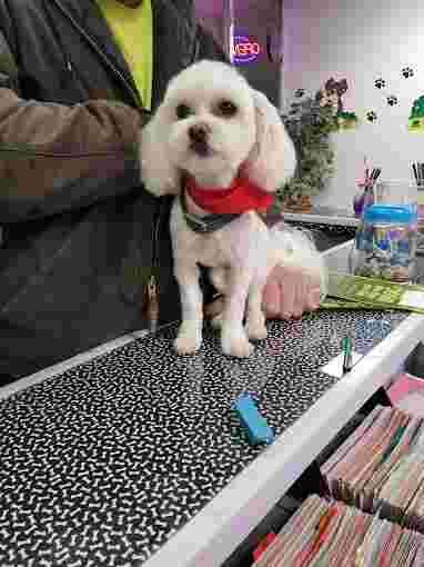 Image of Shelly's Grooming service in Del City, Oklahoma, United States
