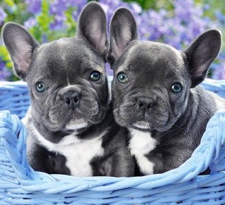 Image of Pets and Pastimes service in Talke, England, United Kingdom