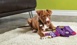 Image of Petco Dog Training-West Sacramento service in West Sacramento, California, United States