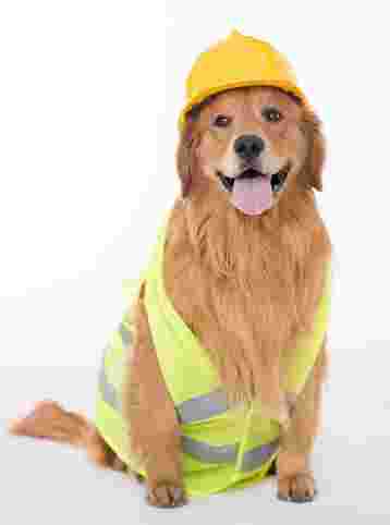 Image of Country Paws Kennels service in Metro Vancouver, British Columbia, Canada Image of Country Paws Kennels service in Metro Vancouver, British Columbia, Canada