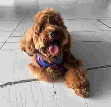 Image of Style N Dogz in Noida (Pet Grooming & Academy) service in Noida, Uttar Pradesh, India