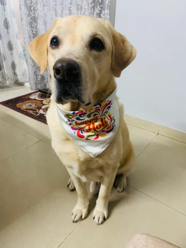 Image of Pawsitive Pet Care & Clinic | Pet Boarding & Clinic service in Noida, Uttar Pradesh, India