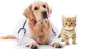Image of Clinica Veterinaria Semprini service in Bologna, Bologna, Italy