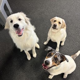 Image of Fitdog service in Santa Monica, California, United States Image of Fitdog service in Santa Monica, California, United States