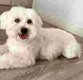 Image of New Happy Dog service in Cordoba, Cordoba, Spain