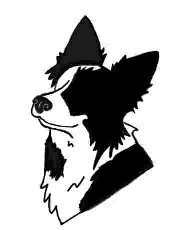 Image of Dazzle Dogs service in Colorado Springs, Colorado, United States