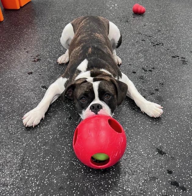 Image of Dogtopia of Guelph service in Guelph, Ontario, Canada