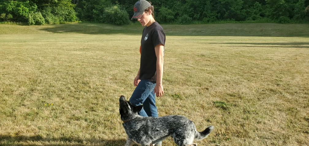 Image of KWK9TRAINING service in Cambridge, Ontario, Canada
