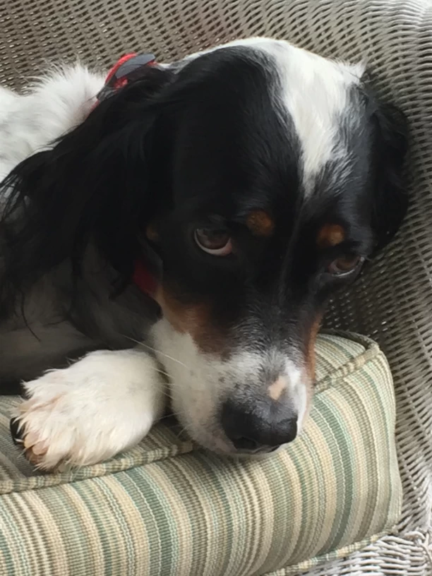 Image of Pet Sitting by Rebecca service in Orlando, Florida, United States Image of Pet Sitting by Rebecca service in Orlando, Florida, United States