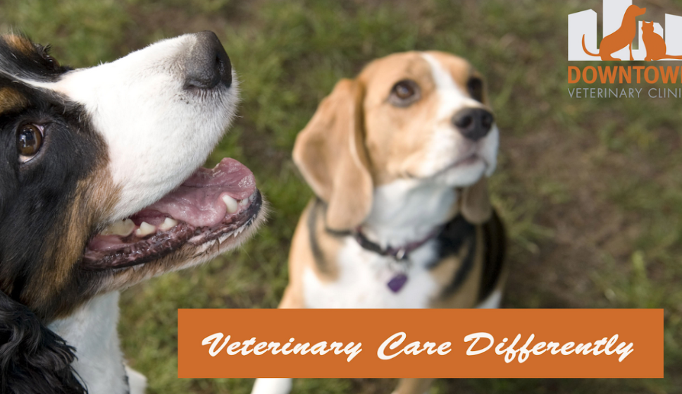 Image of Downtown Veterinary Clinic service in Victoria, British Columbia, Canada Image of Downtown Veterinary Clinic service in Victoria, British Columbia, Canada