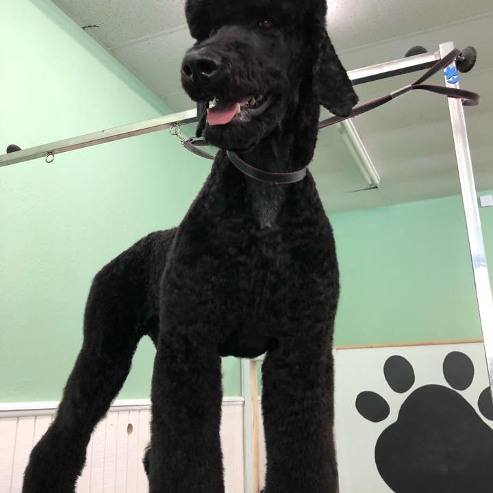 Pet Grooming By Natalia in Homewood, Alabama DogPack