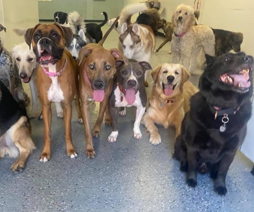 Image of Dogs 24/7 - Glendale service in Phoenix, Arizona, United States Image of Dogs 24/7 - Glendale service in Phoenix, Arizona, United States