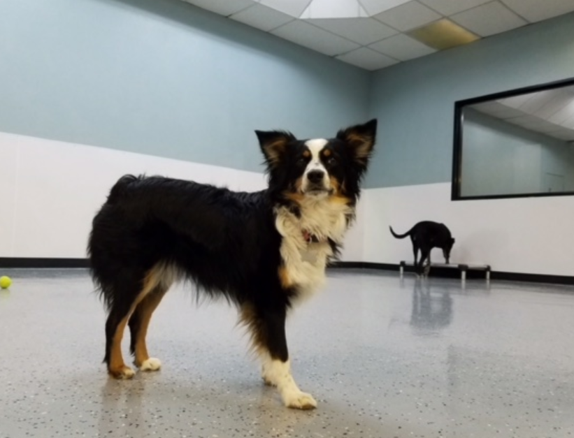 Image of Dogs 24/7 - Glendale service in Phoenix, Arizona, United States Image of Dogs 24/7 - Glendale service in Phoenix, Arizona, United States