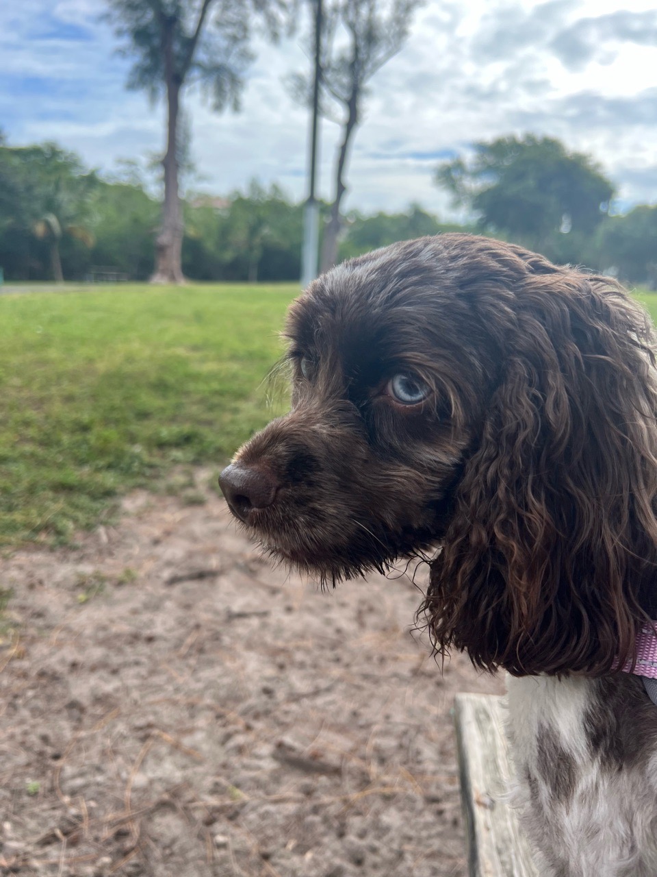Image of Walking Dogs lover service in Hialeah, Florida, United States Image of Walking Dogs lover service in Hialeah, Florida, United States