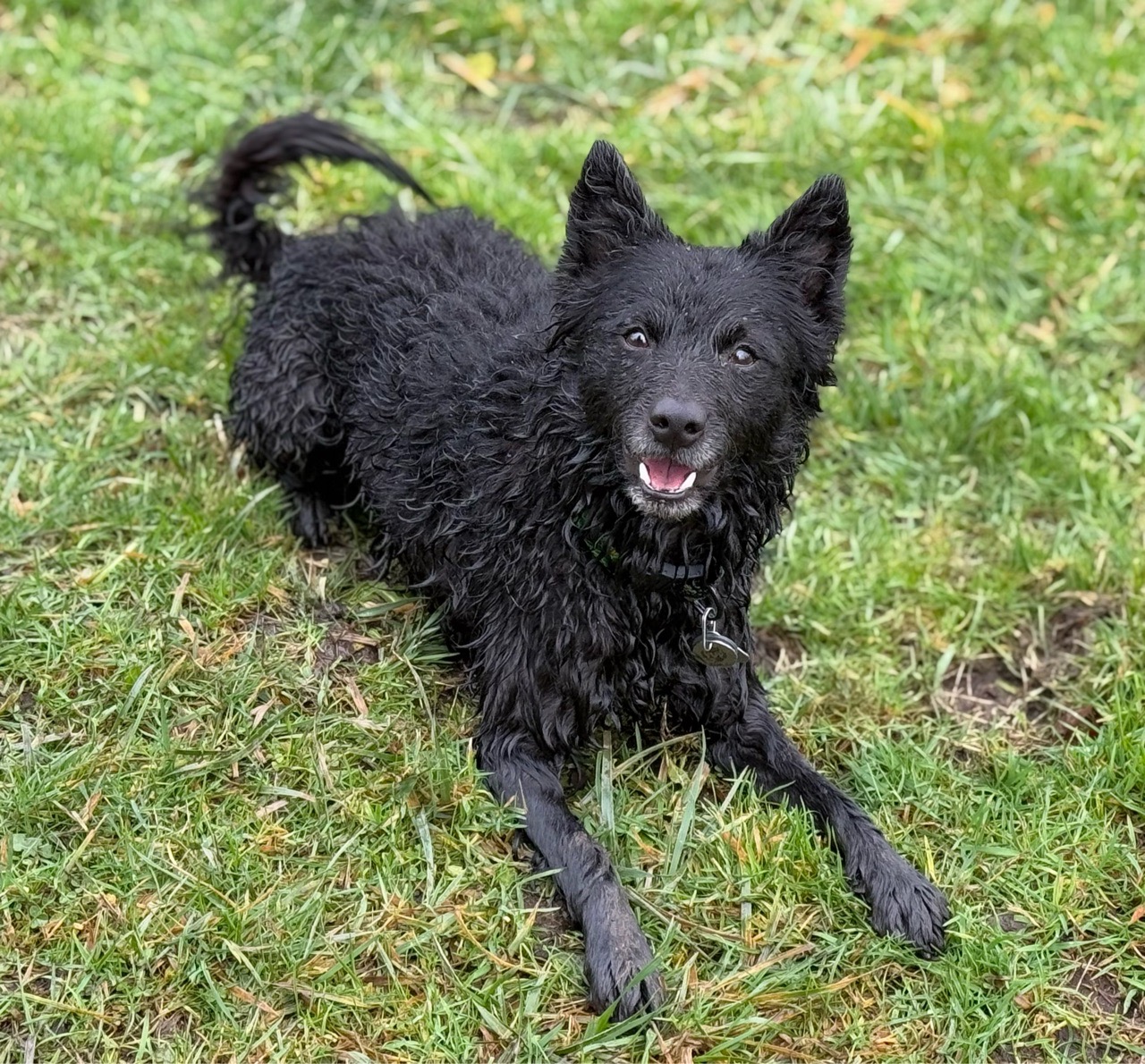 Image of Issaquah Pet Sitter, LLC service in Issaquah, Washington, United States Image of Issaquah Pet Sitter, LLC service in Issaquah, Washington, United States