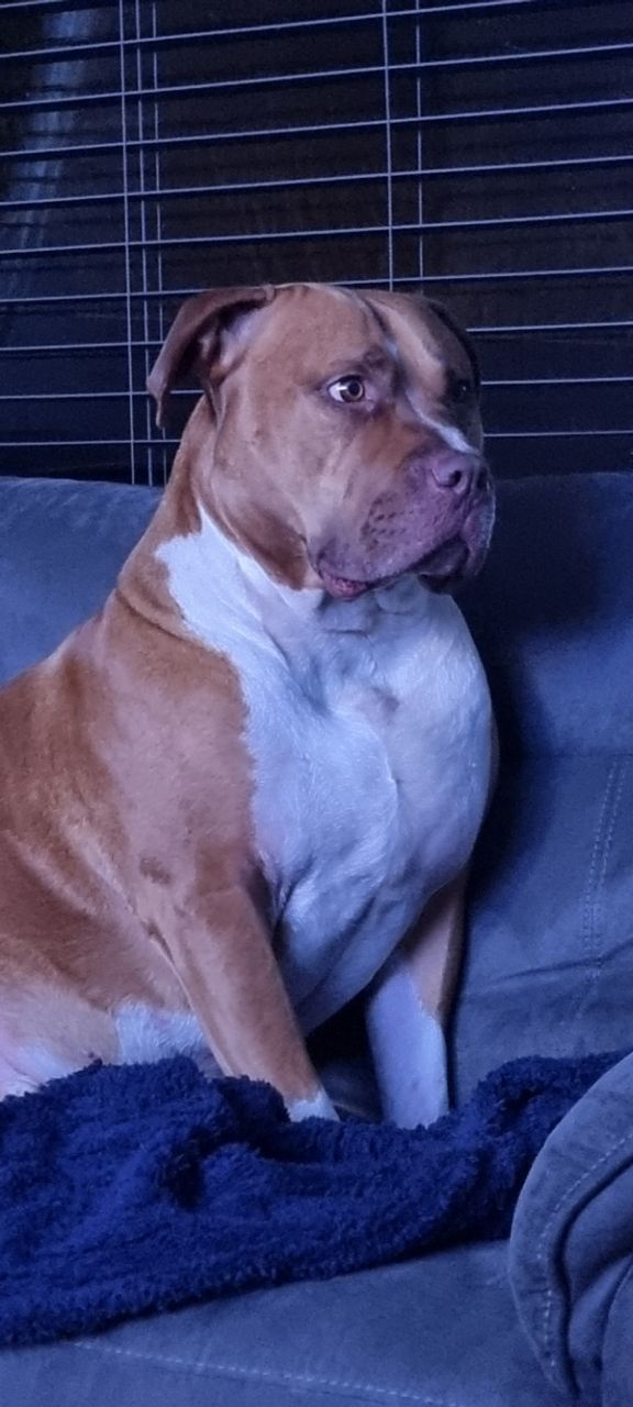 Image of Pawfect Place service in Ebbw Vale, Wales, United Kingdom Image of Pawfect Place service in Ebbw Vale, Wales, United Kingdom