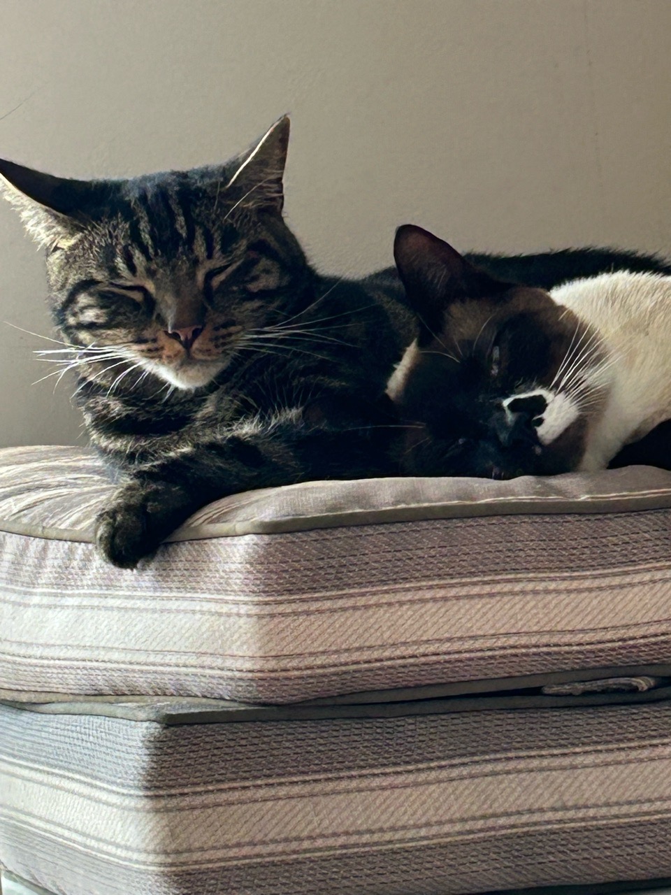 Image of Animal Sitter service in Brighton, SUSSEX, United Kingdom Image of Animal Sitter service in Brighton, SUSSEX, United Kingdom