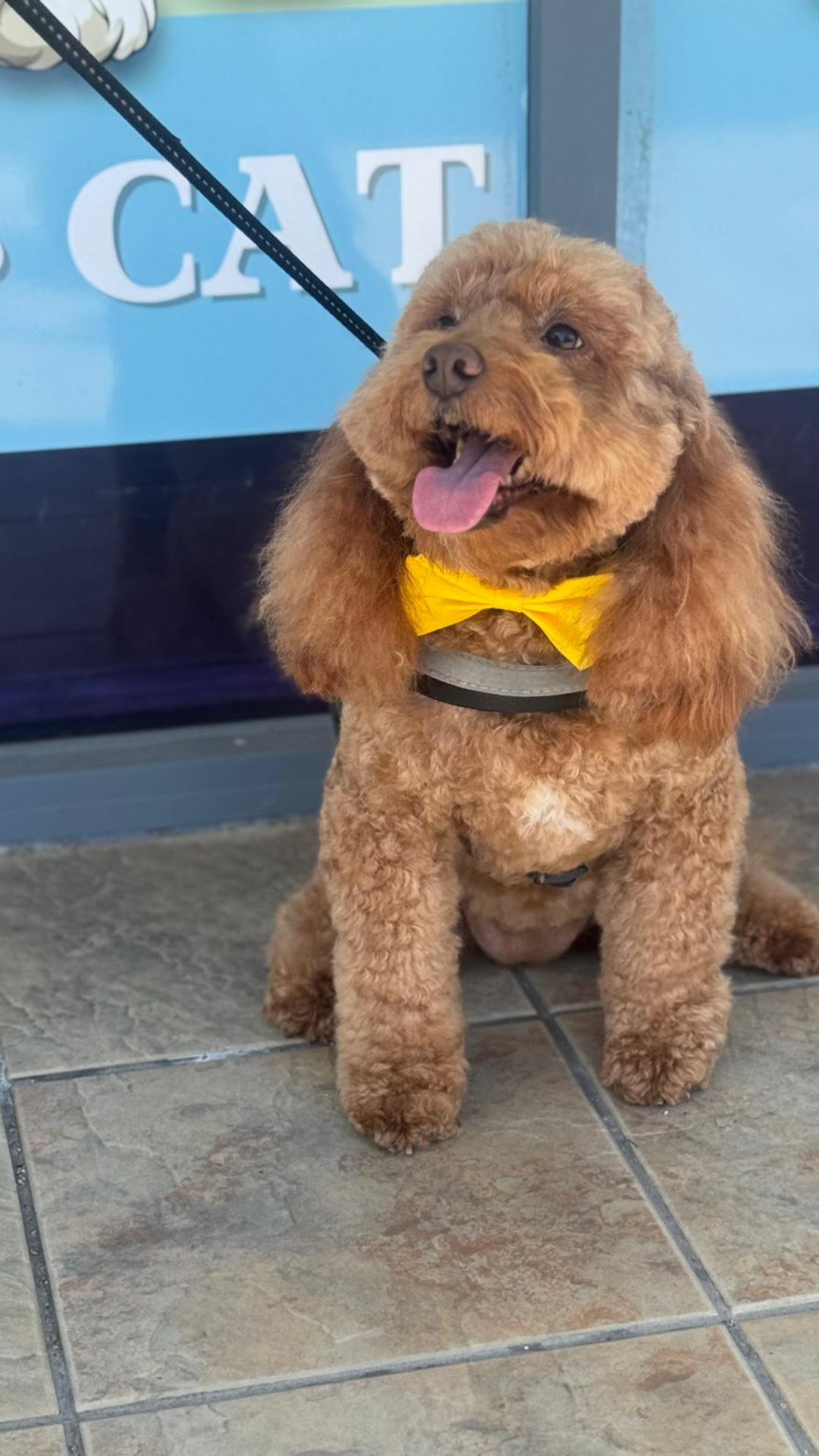 Image of Dog and Cat Planet service in Hallandale Beach, Florida, United States Image of Dog and Cat Planet service in Hallandale Beach, Florida, United States