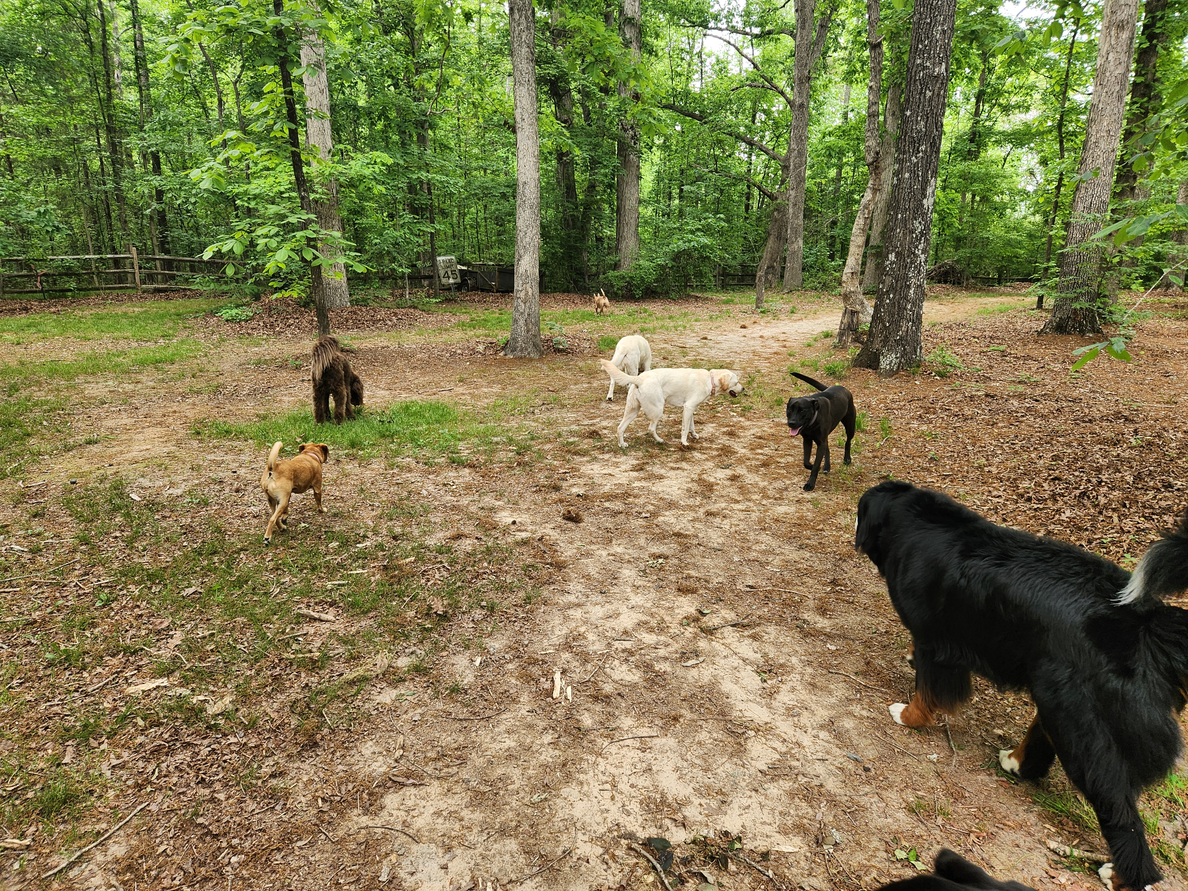 Image of HOUSE OF DOGS - Weddington service in Weddington, North Carolina, United States Image of HOUSE OF DOGS - Weddington service in Weddington, North Carolina, United States