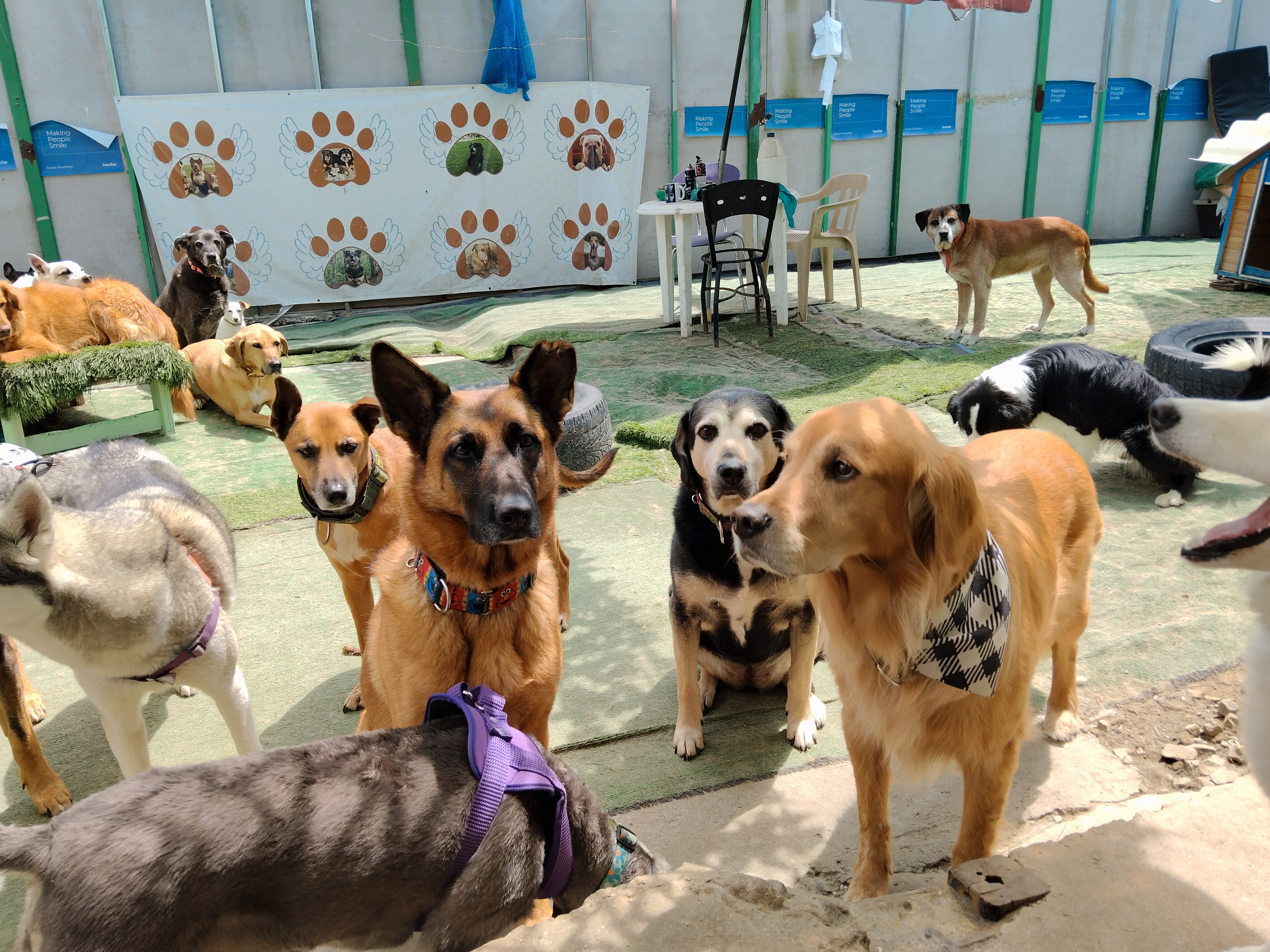 Image of LEOPETS GUARDERIA CANINA service in Bogota, Bogota, Colombia Image of LEOPETS GUARDERIA CANINA service in Bogota, Bogota, Colombia