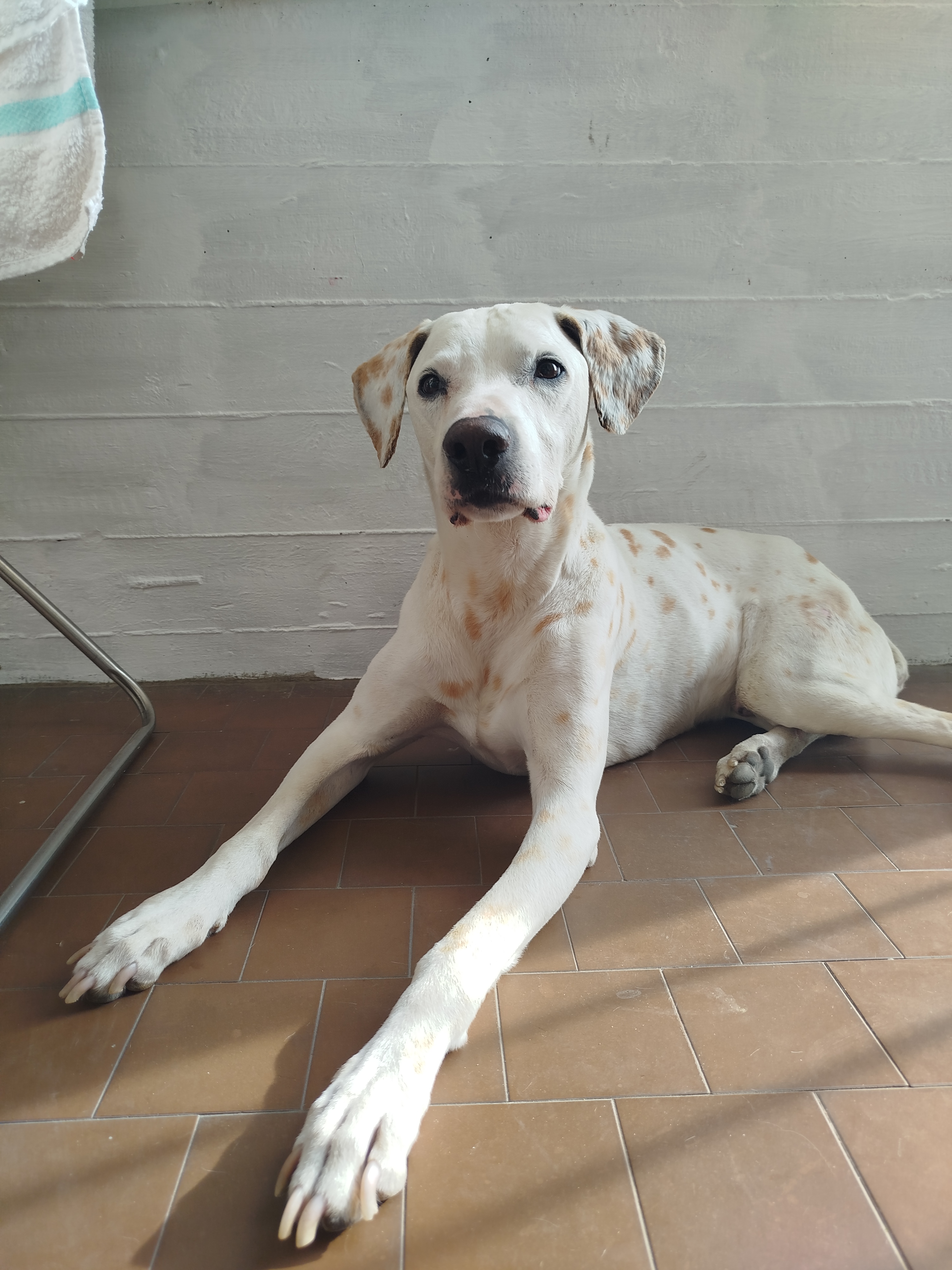 Image of DiVi Dog Sitter service in Firenze, Firenze, Italy Image of DiVi Dog Sitter service in Firenze, Firenze, Italy