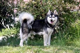 Image of Groom To Bloom Dog Salon service in Stamford, Connecticut, United States Image of Groom To Bloom Dog Salon service in Stamford, Connecticut, United States