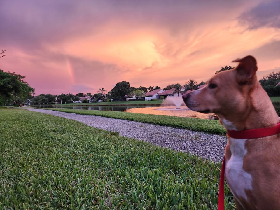 Image of Happy Paws and Purrs Pet Sitting service in West Palm Beach, Florida, United States Image of Happy Paws and Purrs Pet Sitting service in West Palm Beach, Florida, United States