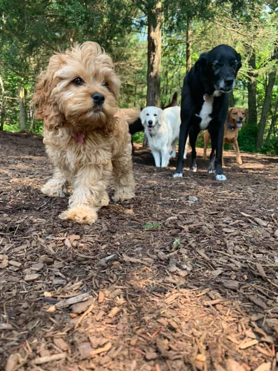 Image of Newton Dog Walking Inc service in Middlesex County, Massachusetts, United States Image of Newton Dog Walking Inc service in Middlesex County, Massachusetts, United States