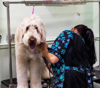Image of Bones Bath & Beyond service in Merrick, New York, United States Image of Bones Bath & Beyond service in Merrick, New York, United States