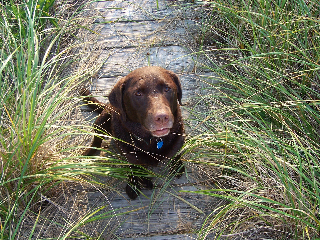 Image of Newton Dog Walking Inc service in Middlesex County, Massachusetts, United States Image of Newton Dog Walking Inc service in Middlesex County, Massachusetts, United States