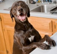 Image of Training Tracks Canine Learning Station service in West Chester Township, Ohio, United States Image of Training Tracks Canine Learning Station service in West Chester Township, Ohio, United States