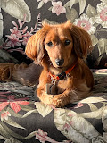 Image of Cloud 9 Doggy Daycare service in West Kelowna, British Columbia, Canada Image of Cloud 9 Doggy Daycare service in West Kelowna, British Columbia, Canada