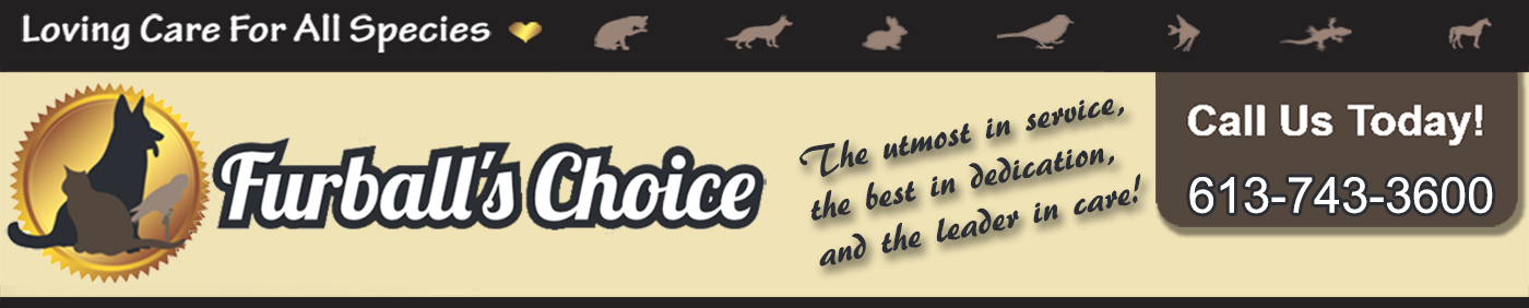 Image of Furball's Choice service in Belleville, Ontario, Canada Image of Furball's Choice service in Belleville, Ontario, Canada