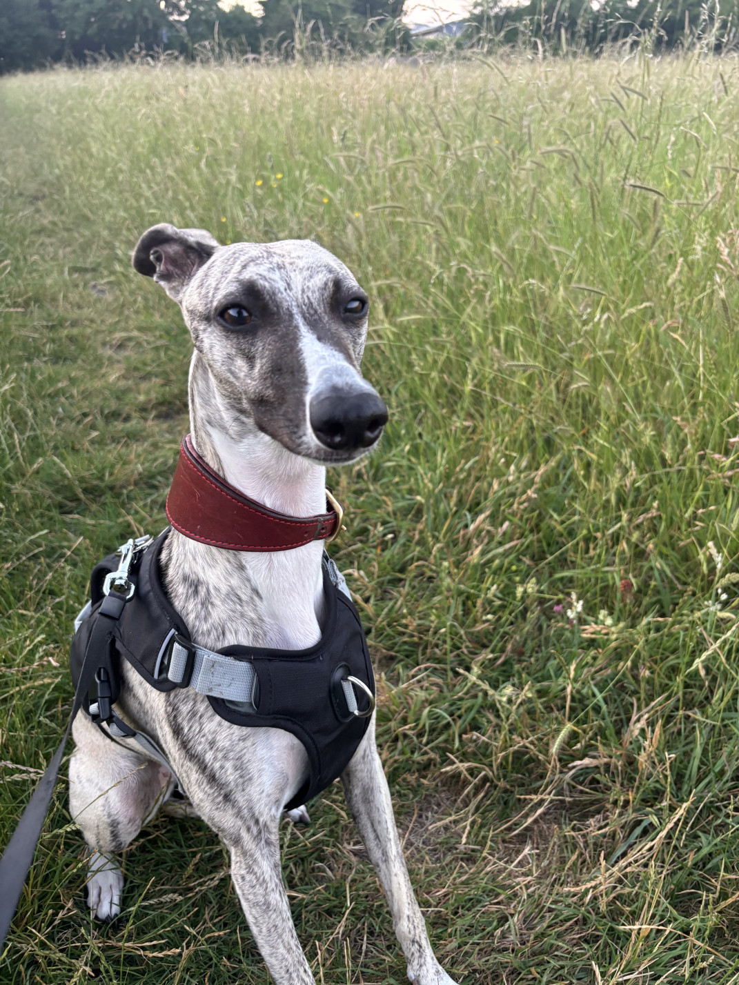 Image of Madi Paws Dog Walking service in Shepperton, Surrey, United Kingdom Image of Madi Paws Dog Walking service in Shepperton, Surrey, United Kingdom