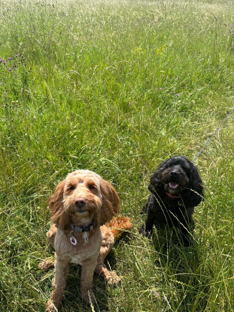 Image of Madi Paws Dog Walking service in Shepperton, Surrey, United Kingdom Image of Madi Paws Dog Walking service in Shepperton, Surrey, United Kingdom