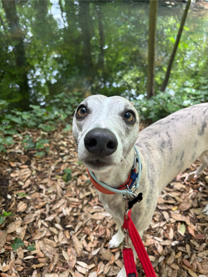Image of Madi Paws Dog Walking service in Shepperton, Surrey, United Kingdom Image of Madi Paws Dog Walking service in Shepperton, Surrey, United Kingdom