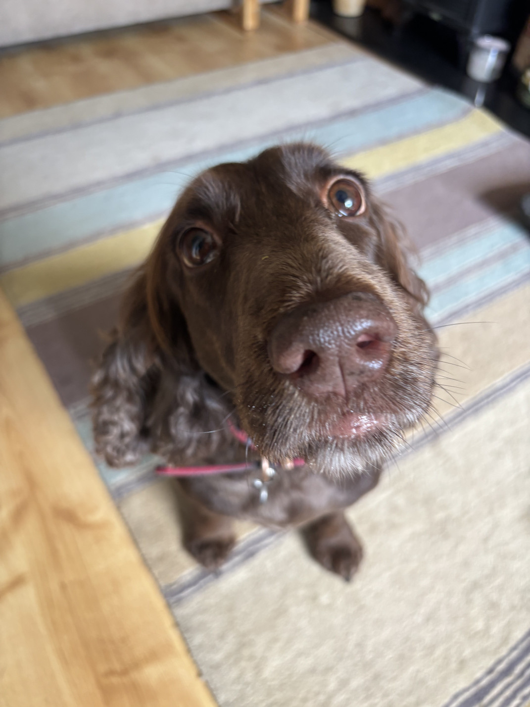 Image of Madi Paws Dog Walking service in Shepperton, Surrey, United Kingdom Image of Madi Paws Dog Walking service in Shepperton, Surrey, United Kingdom
